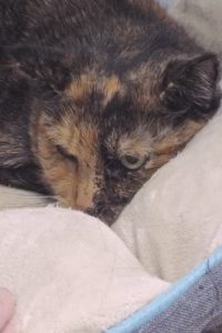 Picture of Callie