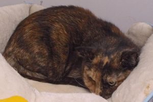 Picture of Callie