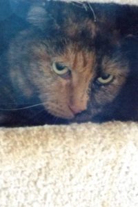 Picture of Callie
