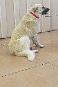 Picture of Dasher
