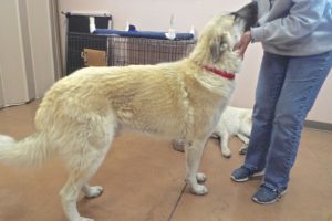 Picture of Dasher
