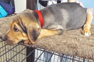 Picture of Eeyore