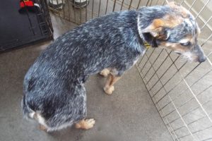 Picture of Ginger