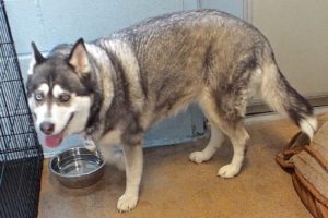 Picture of Hemi