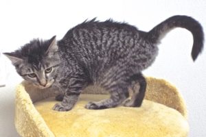 Picture of Honey