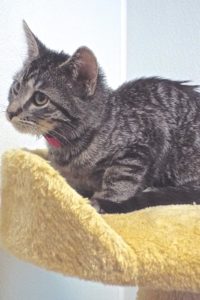 Picture of Honey