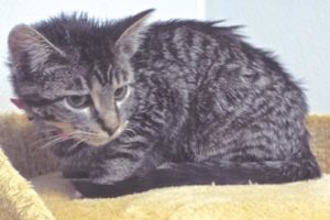 Picture of Honey