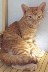 Picture of Jingles