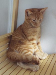 Picture of Jingles