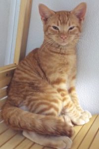 Picture of Jingles