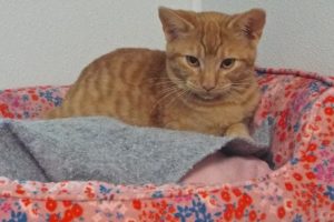 Picture of Jingles