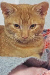 Picture of Jingles