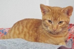 Picture of Jingles