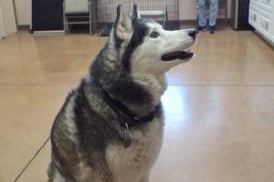 Picture of Kodah