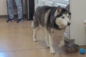 Picture of Kodah