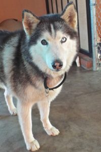 Picture of Kodah