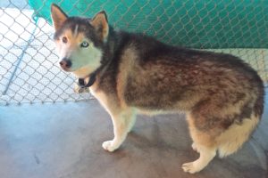 Picture of Kodah