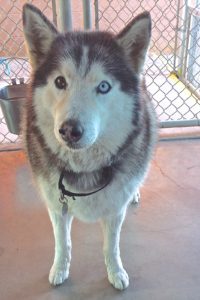 Picture of Kodah