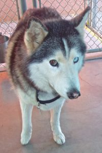 Picture of Kodah