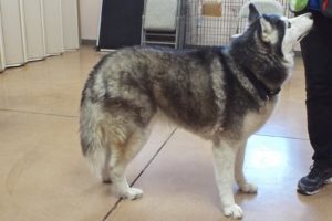 Picture of Kodah