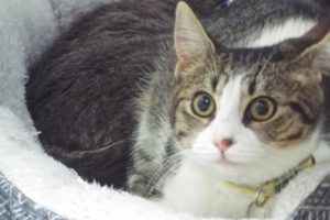 Picture of Libby