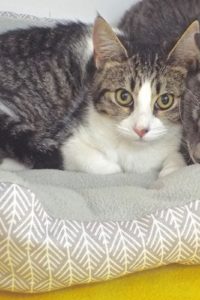 Picture of Libby
