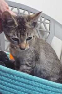 Picture of Lotto