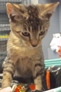 Picture of Lotto