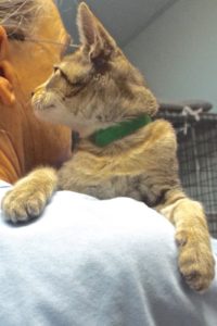 Picture of Lotto