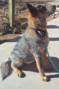 Picture of Pickles