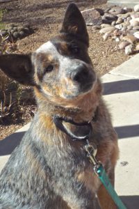 Picture of Pickles