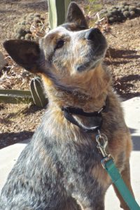 Picture of Pickles