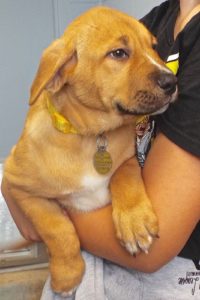 Picture of Pooh