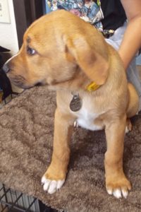 Picture of Pooh