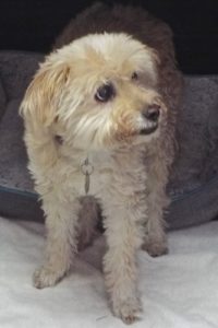 Picture of Rusty Boy