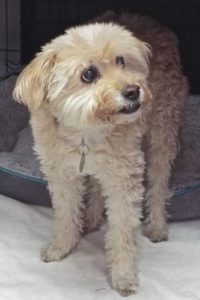 Picture of Rusty Boy