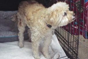 Picture of Rusty Boy