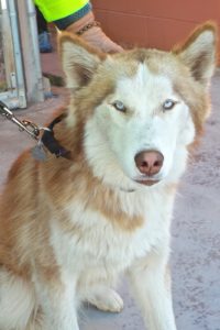 Picture of Rusty