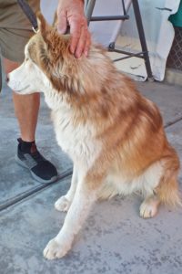 Picture of Rusty