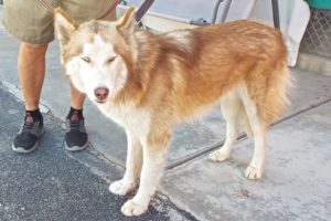 Picture of Rusty