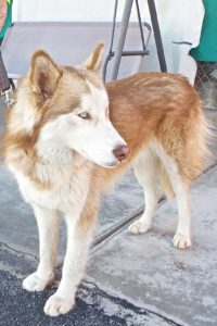 Picture of Rusty
