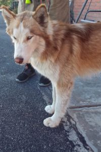 Picture of Rusty