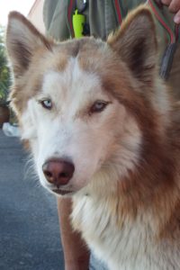 Picture of Rusty