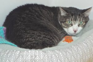 Picture of Sadie
