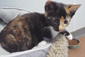 Picture of Sahara