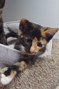 Picture of Sahara