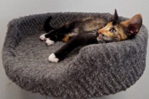 Picture of Sahara