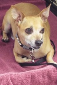 Picture of Scooter