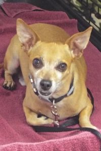 Picture of Scooter