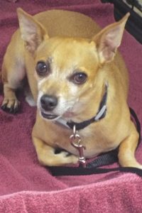 Picture of Scooter